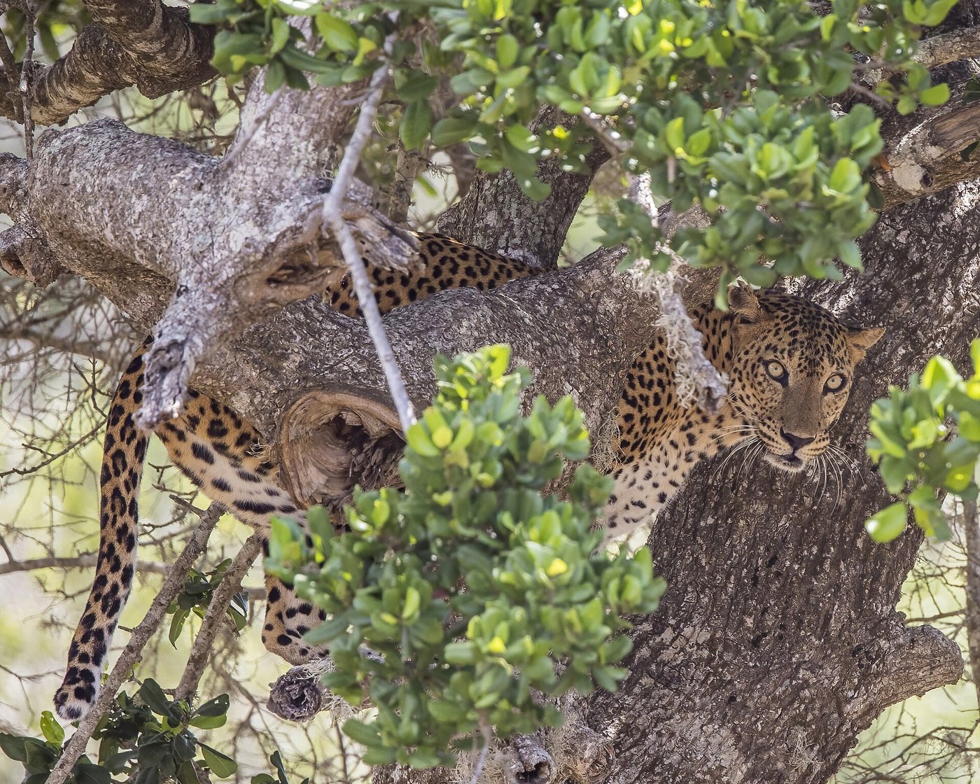 Yala, Wild South