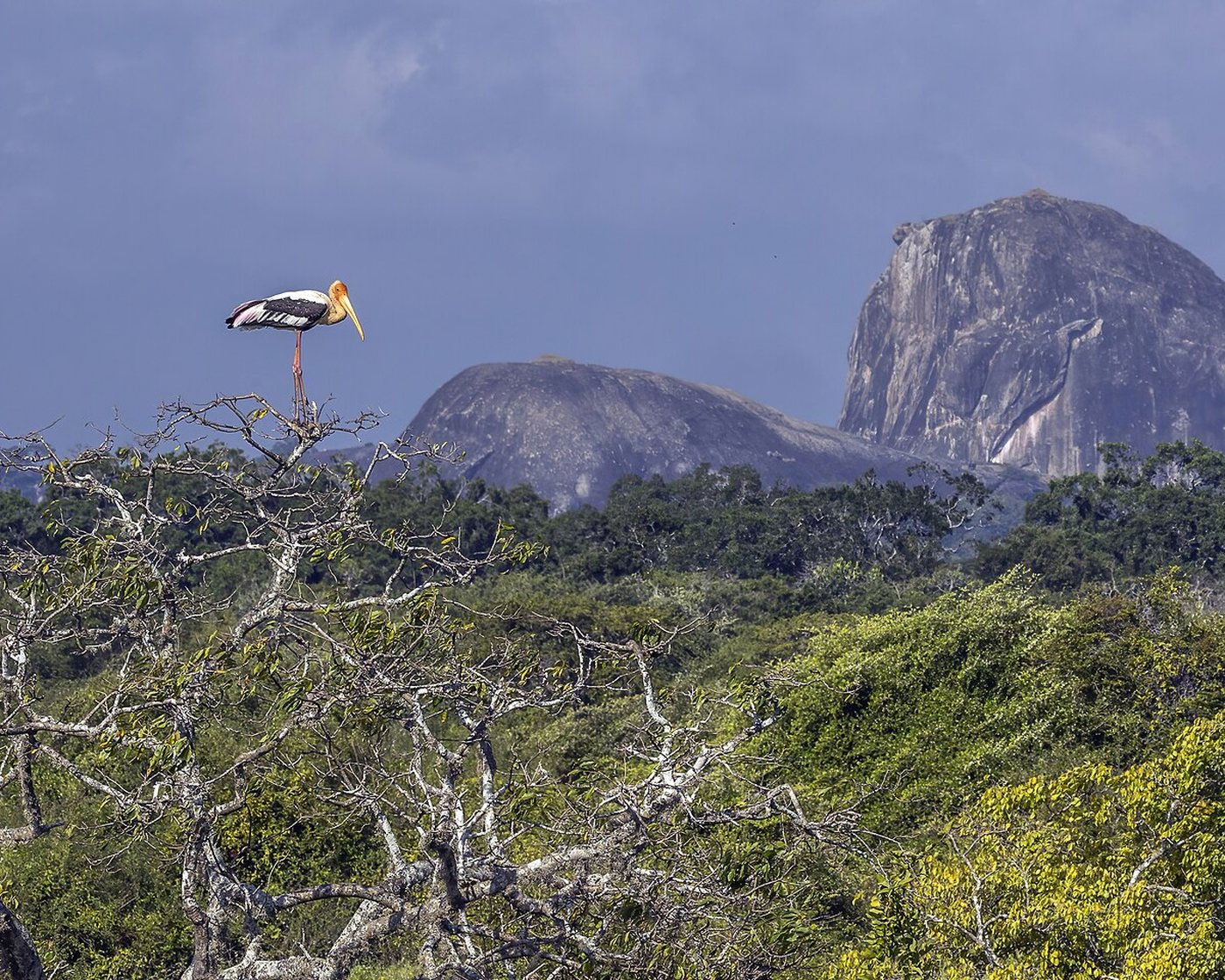 Sri Lanka Wildlife Tours photography