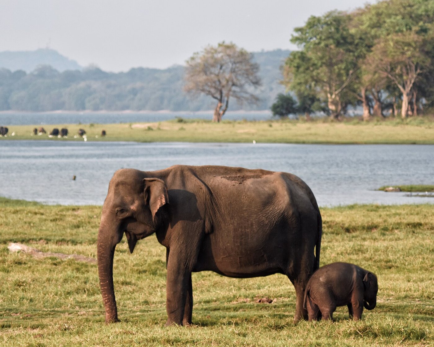 Sri Lanka Wildlife Tours photography
