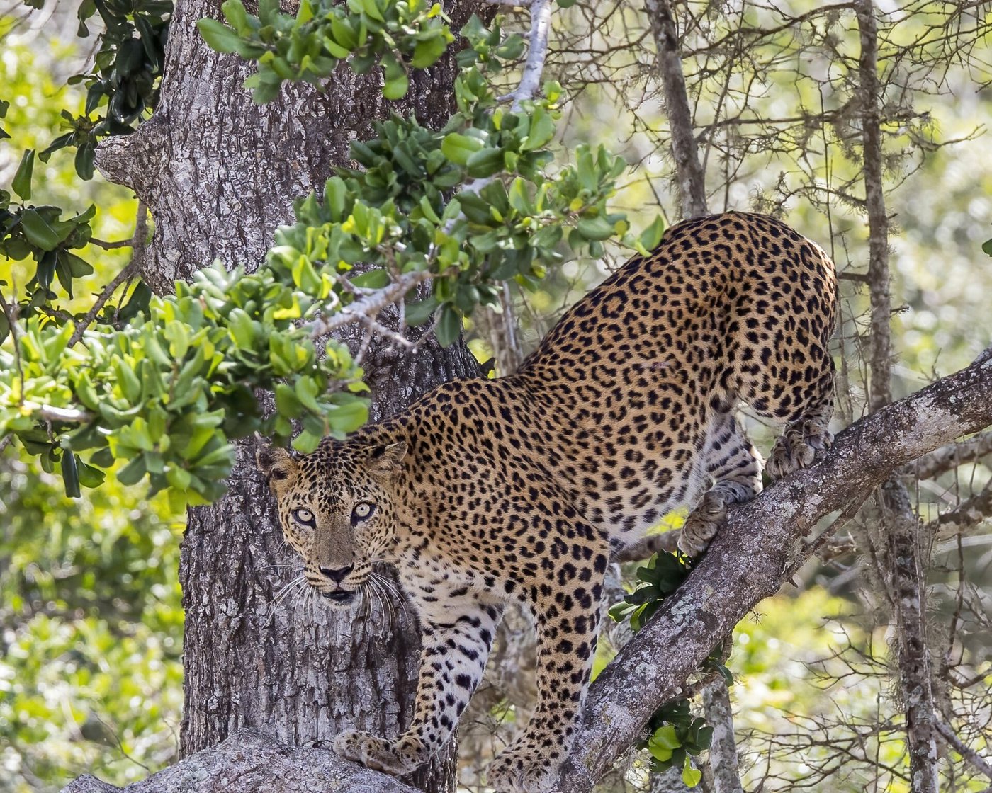 Sri Lanka Wildlife Tours
